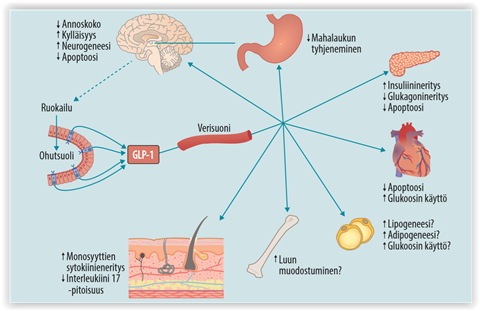 glp-1 muscle wasting The side-effect no one talks about: 40% muscle loss on GLP-1!” GLP-1  medications do help with weight loss — but up to 40% of that loss can be  MUSCLE. And muscle is