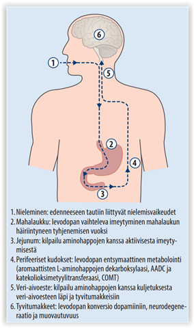 levodopan-k-ytt-parkinsonin-taudin-hoidossa
